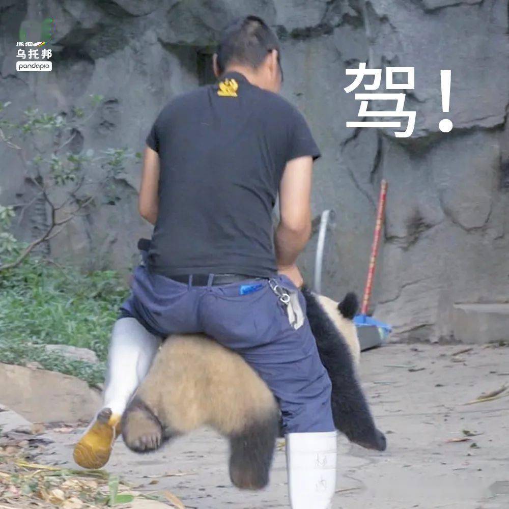 蚩尤骑熊猫什么意思