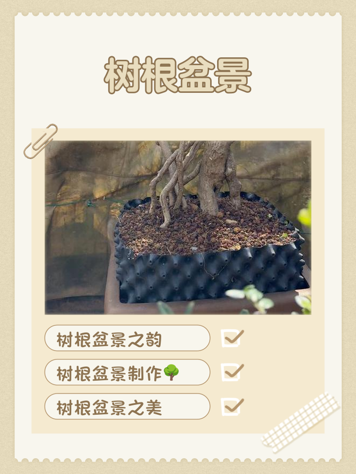 树根的意思是什么