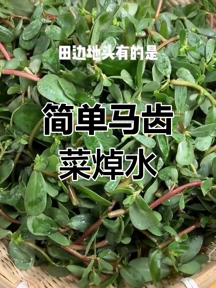 马齿菜的做法